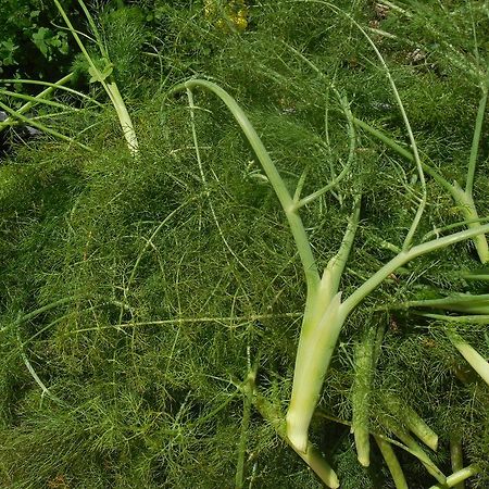 Pensjonat La Manna Di Zabbra Pollina Zewnętrze zdjęcie